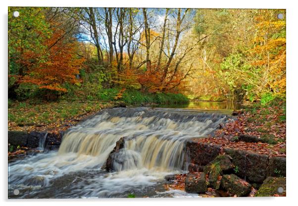 Autumnal woodland stream. Acrylic by David Birchall