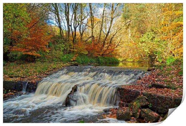 Autumnal woodland stream. Print by David Birchall