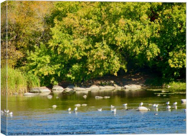 Shady bank of the Rideau River Canvas Print by Stephanie Moore