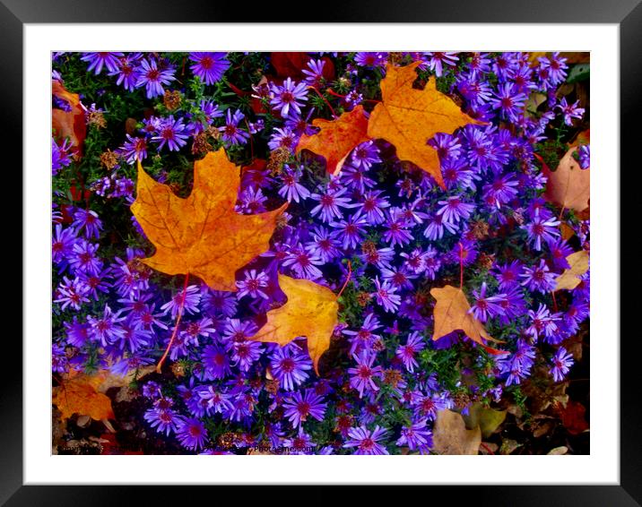 flowers Framed Mounted Print by Stephanie Moore