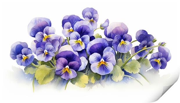 Watercolour Violas Print by Steve Smith