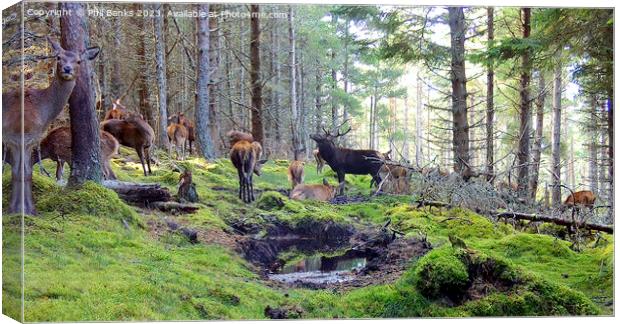 Red deer hinds with stag at a peaty wallow  Canvas Print by Phil Banks
