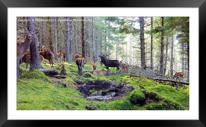 Red deer hinds with stag at a peaty wallow  Framed Mounted Print by Phil Banks