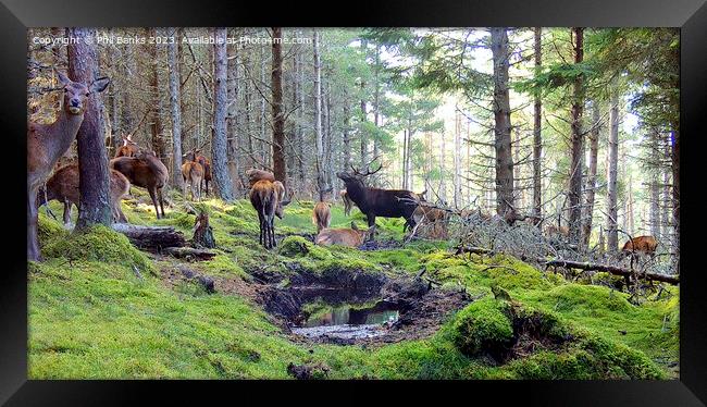Red deer hinds with stag at a peaty wallow  Framed Print by Phil Banks