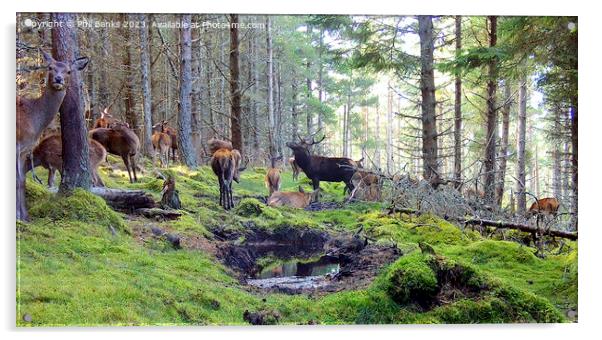 Red deer hinds with stag at a peaty wallow  Acrylic by Phil Banks