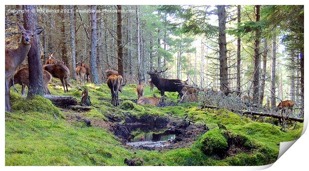 Red deer hinds with stag at a peaty wallow  Print by Phil Banks