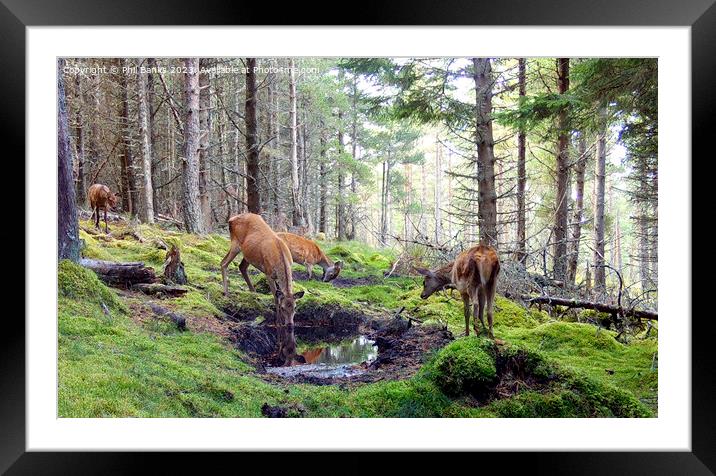 A red deer hind drinks from a peaty hollow Framed Mounted Print by Phil Banks
