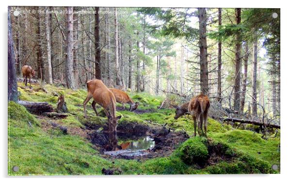 A red deer hind drinks from a peaty hollow Acrylic by Phil Banks