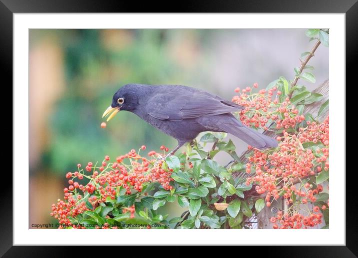 Blackbird eating red Autumn berries Framed Mounted Print by Helen Reid