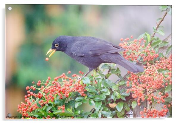 Blackbird eating red Autumn berries Acrylic by Helen Reid