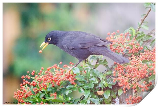 Blackbird eating red Autumn berries Print by Helen Reid