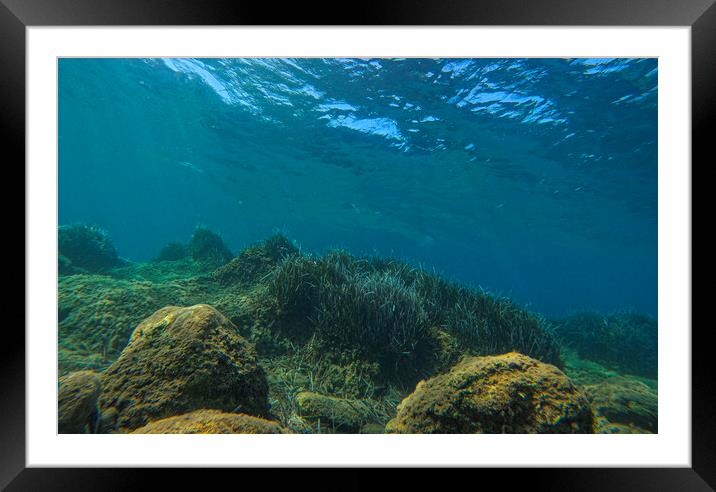 under the sea Framed Mounted Print by kathy white