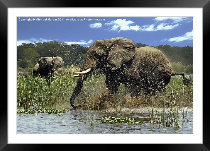 Raging Bull Elephant on the Rampage Framed Mounted Print by Michael Harper