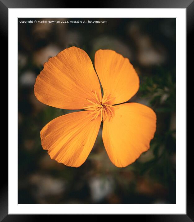 Orange Petals Framed Mounted Print by Martin Newman