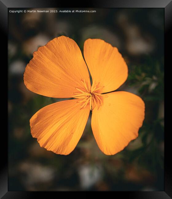 Orange Petals Framed Print by Martin Newman