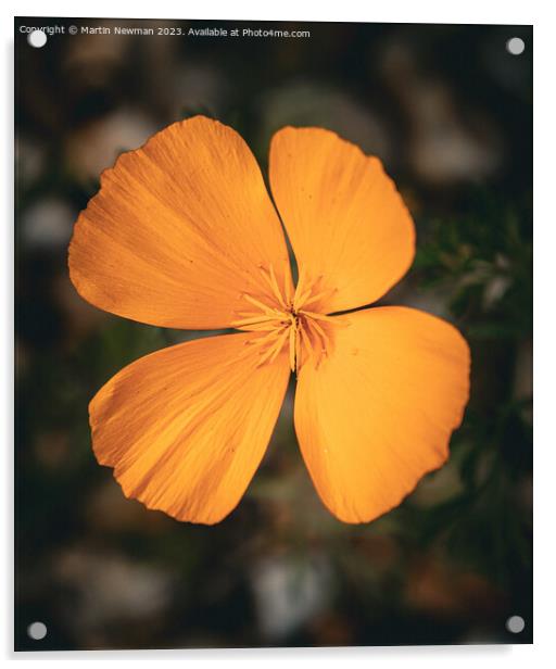 Orange Petals Acrylic by Martin Newman