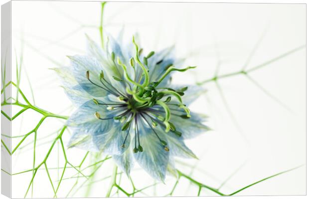 Love-in-a-mist Canvas Print by Kevin Howchin