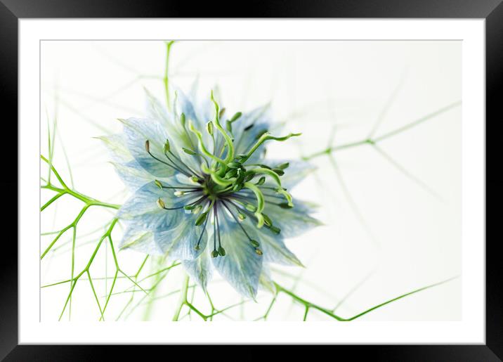 Love-in-a-mist Framed Mounted Print by Kevin Howchin