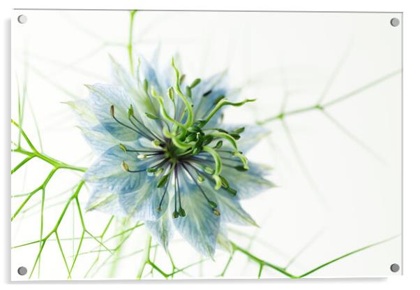 Love-in-a-mist Acrylic by Kevin Howchin