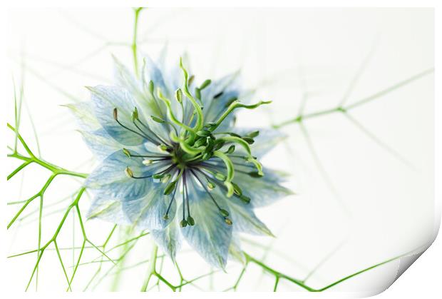 Love-in-a-mist Print by Kevin Howchin
