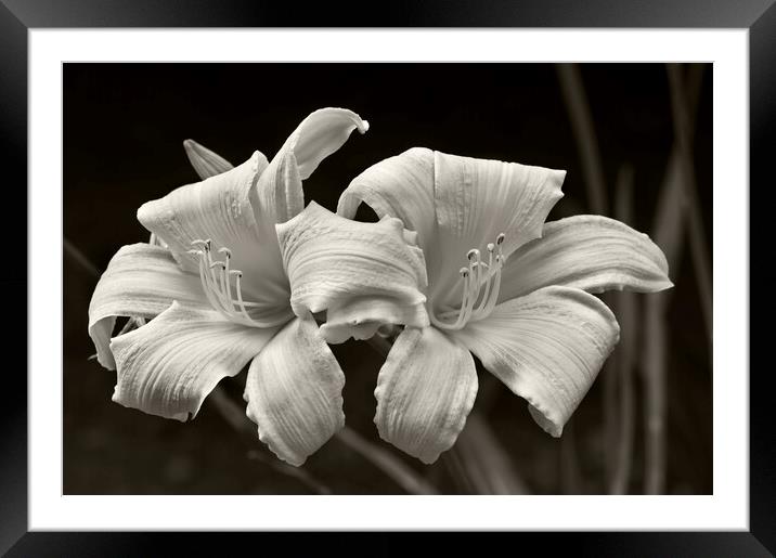Daylily Framed Mounted Print by Kevin Howchin