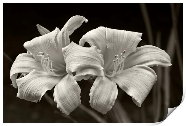 Daylily Print by Kevin Howchin