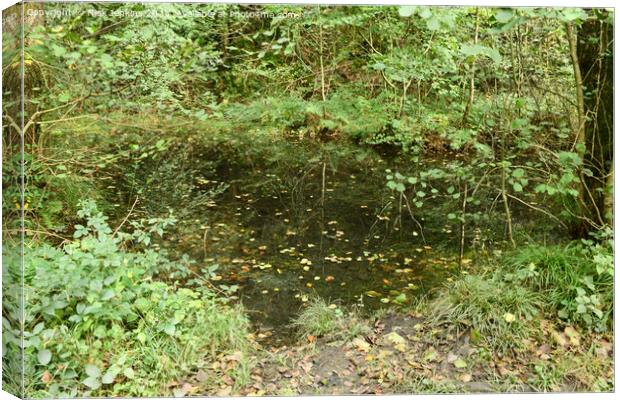 Small pond in the Tyn y Coed Woodlands near Cardiff South Wales Canvas Print by Nick Jenkins