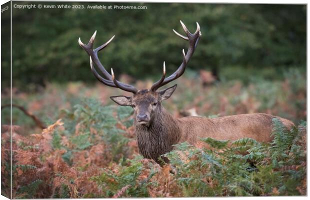 Red deer with fully grown antlers Canvas Print by Kevin White