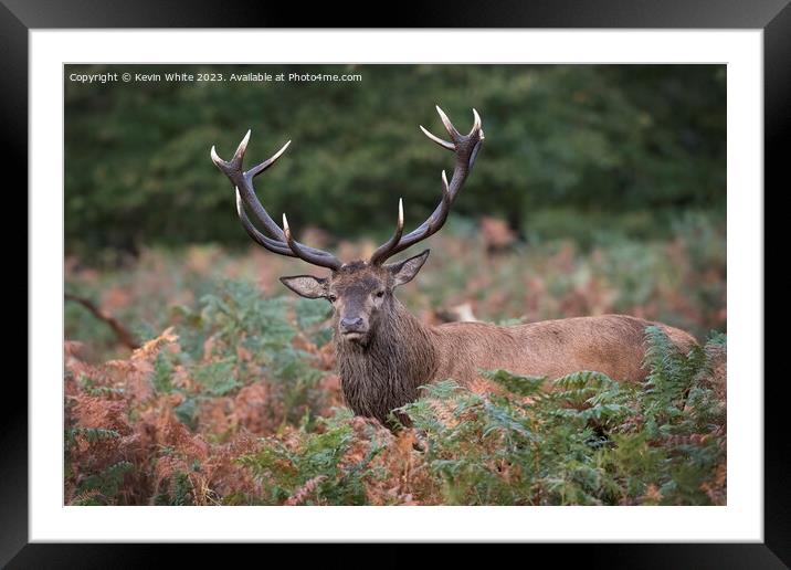 Red deer with fully grown antlers Framed Mounted Print by Kevin White