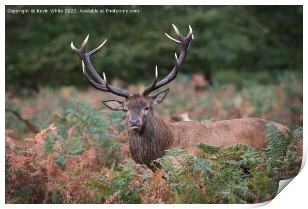 Red deer with fully grown antlers Print by Kevin White