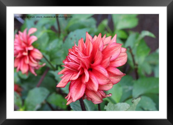flowers in botanical gardens Framed Mounted Print by Arun 