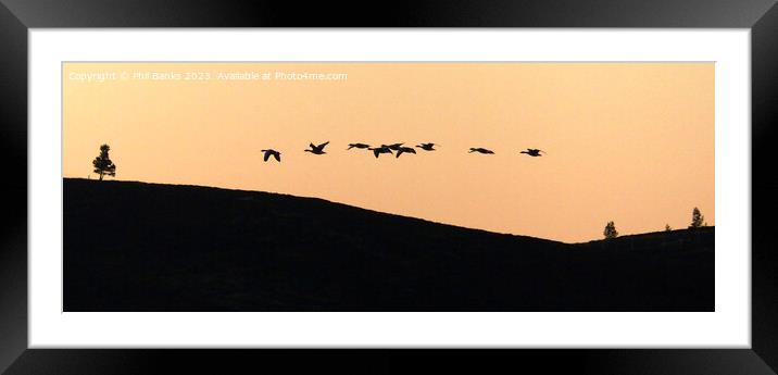 Geese flying over the hill at dusk  Framed Mounted Print by Phil Banks