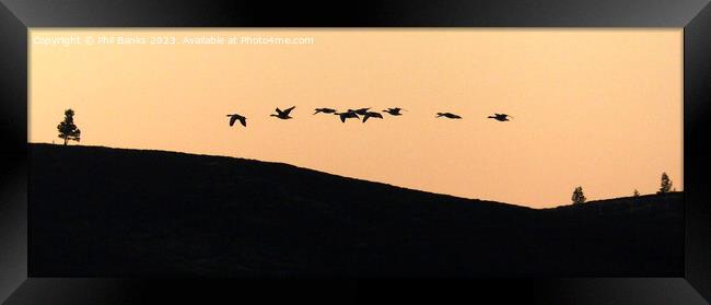 Geese flying over the hill at dusk  Framed Print by Phil Banks