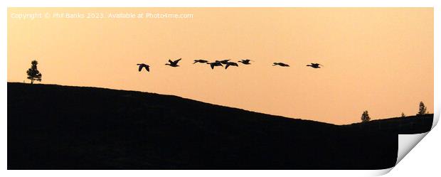 Geese flying over the hill at dusk  Print by Phil Banks