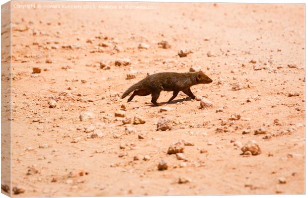 Dwarf Mongoose Canvas Print by Howard Kennedy