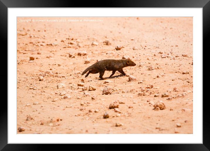 Dwarf Mongoose Framed Mounted Print by Howard Kennedy