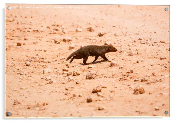 Dwarf Mongoose Acrylic by Howard Kennedy