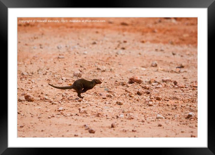 Dwarf Mongoose running Framed Mounted Print by Howard Kennedy