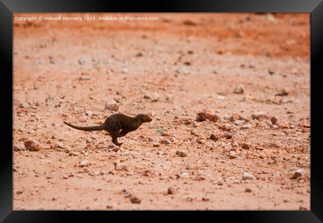 Dwarf Mongoose running Framed Print by Howard Kennedy