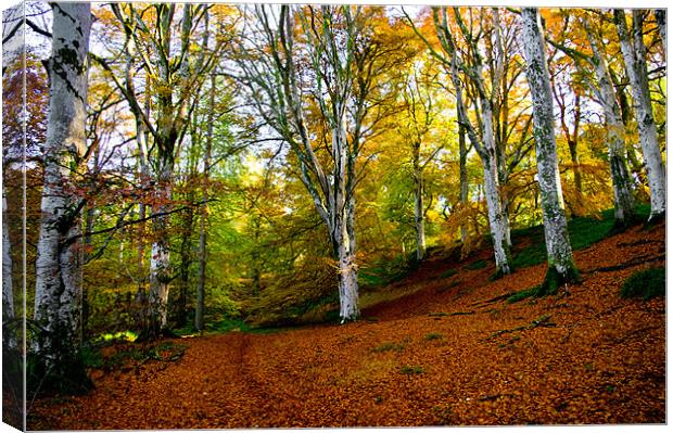 A Carpet of Leaves Canvas Print by Jacqi Elmslie