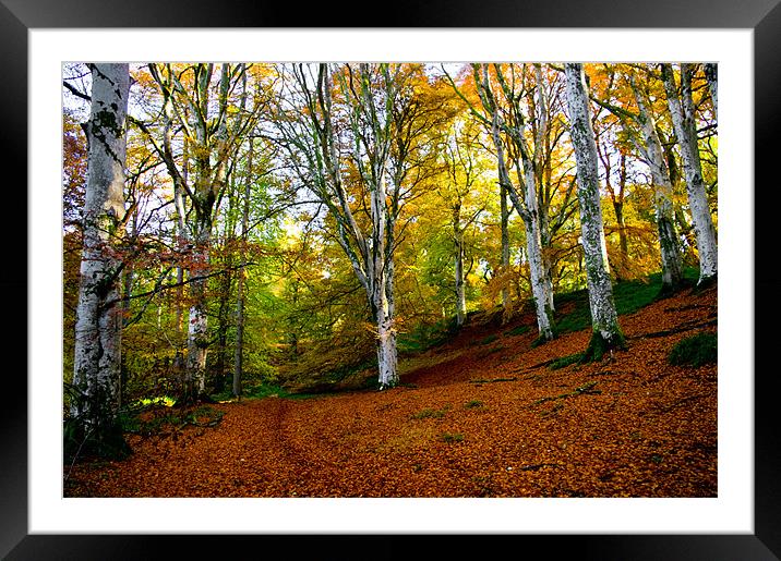 A Carpet of Leaves Framed Mounted Print by Jacqi Elmslie