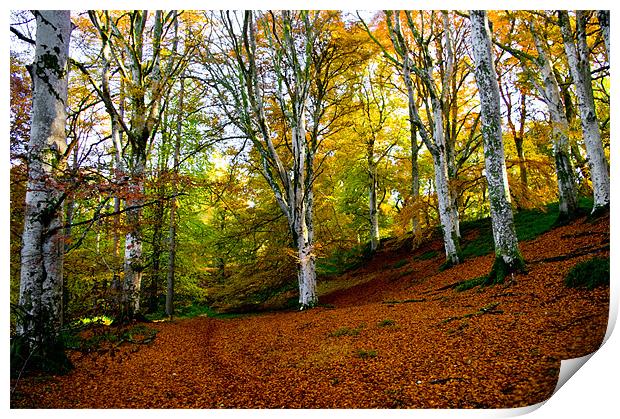 A Carpet of Leaves Print by Jacqi Elmslie