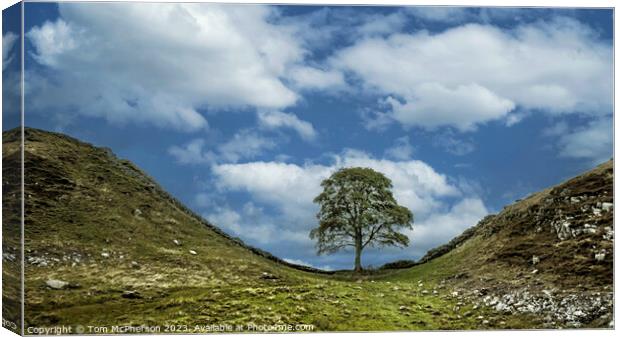 The Sycamore Gap tree Canvas Print by Tom McPherson