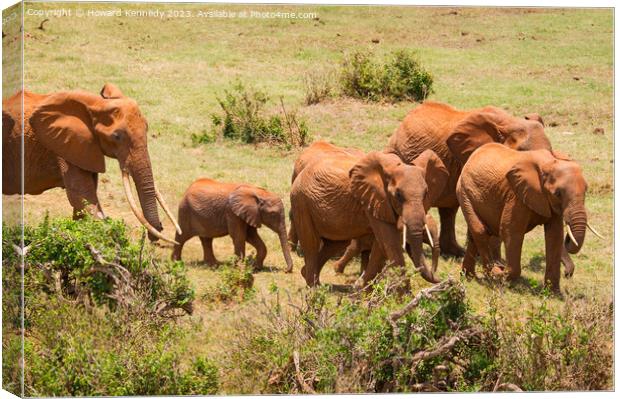 African Elephants Canvas Print by Howard Kennedy