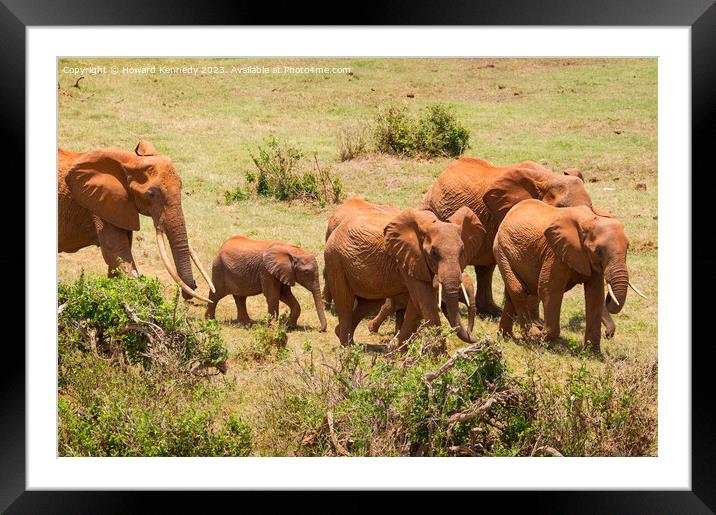 African Elephants Framed Mounted Print by Howard Kennedy