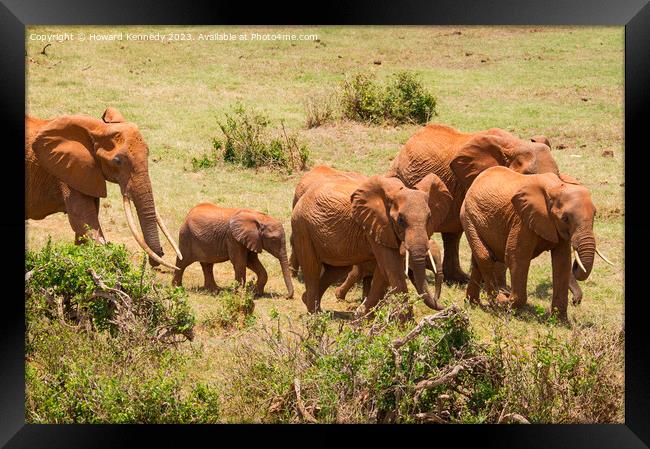 African Elephants Framed Print by Howard Kennedy