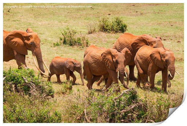 African Elephants Print by Howard Kennedy
