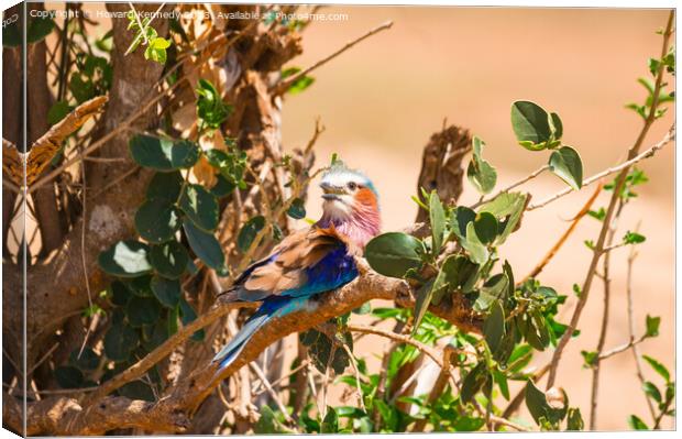 Lilac-Breasted Roller Canvas Print by Howard Kennedy