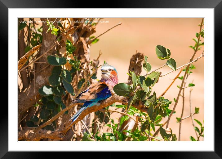 Lilac-Breasted Roller Framed Mounted Print by Howard Kennedy