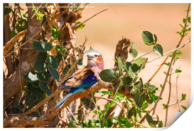 Lilac-Breasted Roller Print by Howard Kennedy